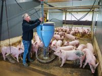 Biologisch varkenshouden in Wintelre: ruimte, stro en rust als basis