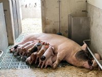 Opening Livar Experience Center uitgesteld door zorgen over dierziekten