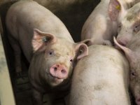 Varkens- en biggenmarkt kabbelen rustig door