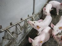 Continu meten van ammoniak wordt nieuwe standaard bij stalemissies