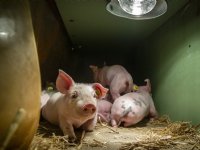 Toekomstbestendige biologische varkenshouderij: focus op rendement en innovatie