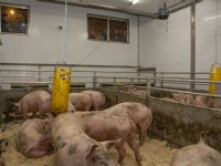 Varkensprijzen gelijk, biggen opnieuw goedkoper