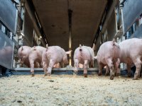 Biggenprijzen blijven dalen, vleesvarkens stabiel