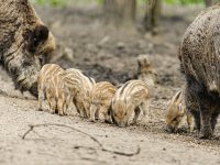 Afrikaanse varkenspest in Duitse deelstaat Noordrijn-Westfalen breidt verder uit