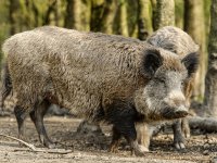 Aanpak Afrikaanse varkenspest gaat door in Spaanse zomer
