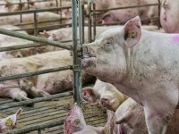 Biggen vrij van PRRS geboren en gespeend; geleverd binnenkort ook?