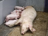 Nieuwe parvovariant remt groei van jonge biggen