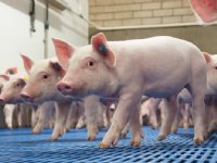 Biggennotering in acht weken bijna gehalveerd