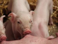 Nieuwe variant parvovirus duikt op in Denemarken