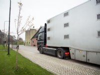 Vleesnoteringen overal stabiel, biggen euro’s goedkoper