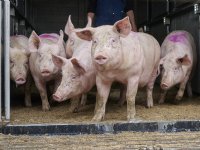 Goede voorbereiding helpt varkenshouders door warme periode heen
