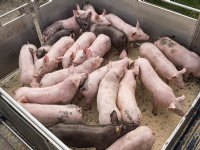 Dramatische biggenprijs zakt verder, vleesnotering stabiel