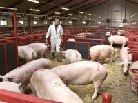 Uitval zeugen in Denemarken daalt bijna een procent in 2025