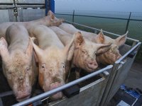 Opbrengst slachtzeug zit op een dieptepunt