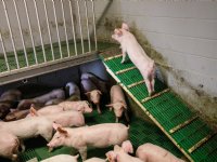 Vreugdesprongetje om plots stijgende noteringen
