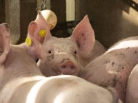 Tönnies wil varkensprijs voor zes maanden vastleggen