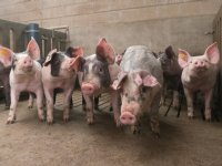 Geldtekort dreigt voor vleesvarkenshouders op vrije markt