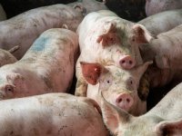 Meerderheid Duitse varkenshouders positief over vaste prijs voor zes maanden