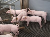 Minder welzijnsovertredingen bij varkensbedrijven in 2025