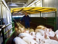 Deense slachterij benut slachtcapaciteit in Duitsland