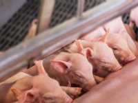 Poolse varkenssector krimpt verder: kwart van de bedrijven verdwenen sinds 2023