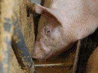 Afzet vochtrijke diervoeders bij varkens daalt ruim 5 procent