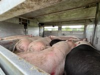 Relaxed op reis naar het slachthuis