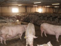 Deense overheid zet bouw reguliere varkenshouderij tijdelijk stop