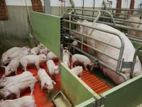 Veel biggen spenen die ook voer opnemen