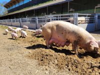 Zonvarkenconcept vermindert broeikasgasemissies fors