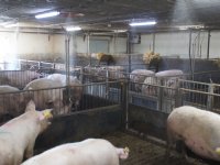 Investeren in dierwaardig omgevingsklimaat extra interessant