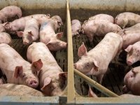 Nog geen zicht op prijsstijgingen op varkensmarkt
