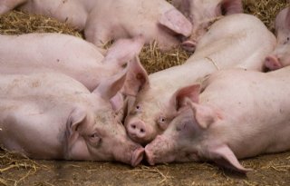 Steun+van+Duitse+landbouwminister+voor+varkenshouders