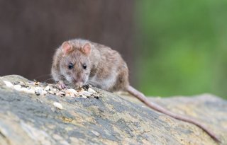 Onderzoek+risico%27s+muizen+en+ratten+voor+stalbrand