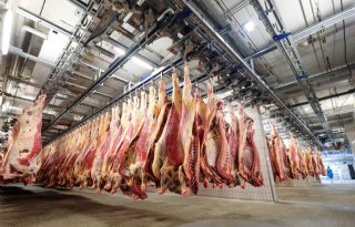 Verrassende+daling+varkensproductie+Spanje