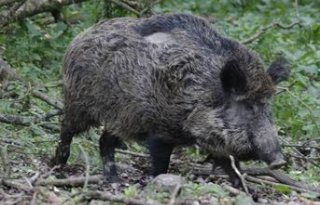 13+besmette+zwijnen%2C+kerngebied+Brandenburg+uitgebreid