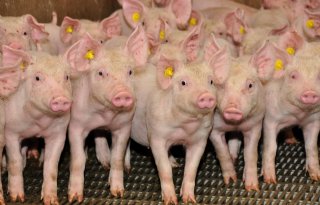 China+opgesplitst+in+vijf+zones+in+strijd+tegen+varkenspest