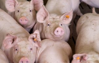 Nederlander+positief+over+varkenssector