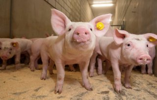 Kostprijsnadeel+van+Nederland+bij+varkens+krimpt