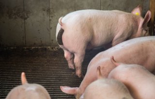 Ketenonderzoek+verwaarding+nieuwe+meststromen