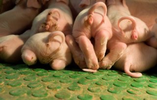 Big+1%2C33+kilo+zwaarder+bij+niet+overleggen