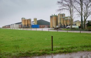 Het zeugenbedrijf van Kempfarm telt 1.350 zeugen die werpen volgens een driewekensysteem. 