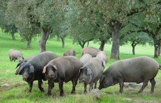 Varkens+moeten+Spaans+platteland+leefbaar+houden