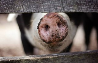 Slachten+op+Poolse+boerderij+toegankelijker