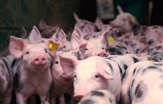 Nederlandse+expertise+stuwt+Argentijnse+varkensketen