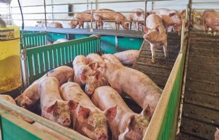 Varkensvleesexport+EU+blijft+op+hoog+niveau