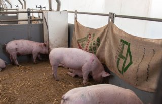 Care4Pigs+steekt+30%2E000+euro+in+varkenswelzijn