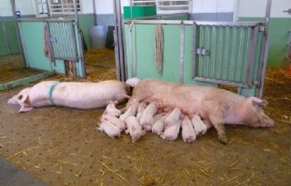 Dierenbescherming%3A+in+2050+familiestal+en+uitloop