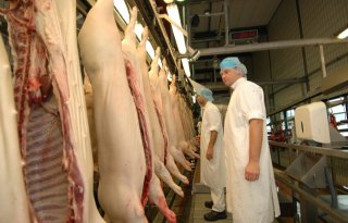 Minder+varkens+geslacht+in+Europese+Unie+in+2023