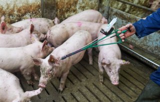 Markervaccin+tegen+Afrikaanse+varkenspest+in+aantocht